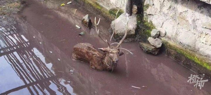 生活了50多年从未见过这场景……温州永嘉两只猎犬围攻撕咬雄鹿！这只长角雄鹿从哪里来的偷猎者又是谁