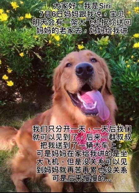 金毛Siri托运途中死亡是怎么回事举报后市场监管部门介入