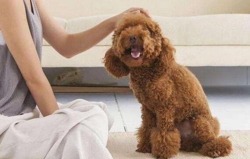 泰迪犬偷偷爱着主人的5个表现想瞒都瞒不住了