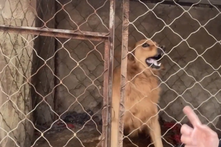 河北：娇生惯养的金毛犬竟对主人龇牙咧嘴小哥：绝不能惯着它