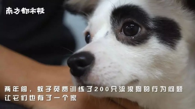 广州柯基犬护食攻击连主人都不放过咬痕曝光血迹斑斑