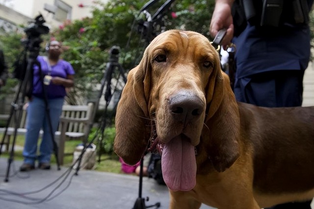 罪犯克星！世界最好的追踪犬之一——血猎犬！