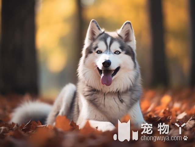 得了“狂犬病”的比熊，会有这几种迹象，宠主要隔离它